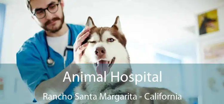 Animal Hospital Rancho Santa Margarita - California