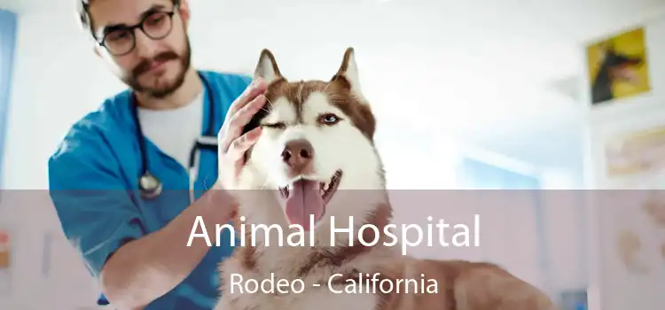 Animal Hospital Rodeo - California