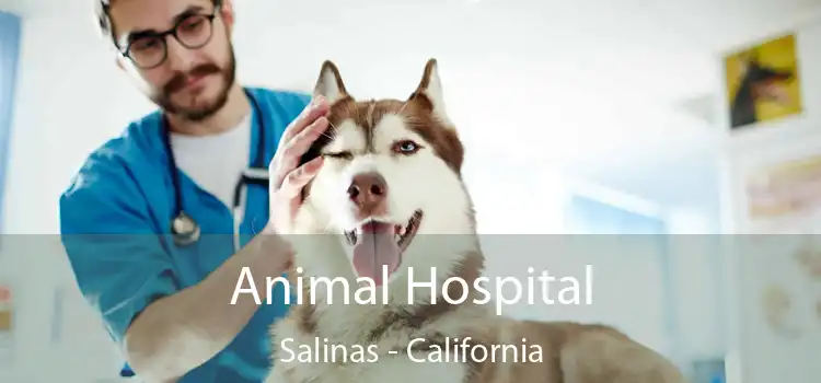 Animal Hospital Salinas - California