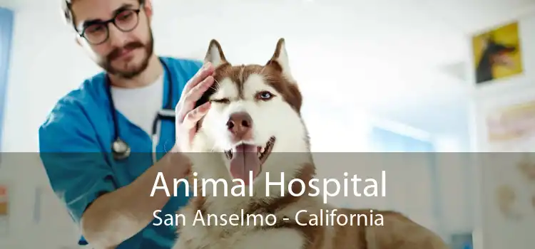 Animal Hospital San Anselmo - California