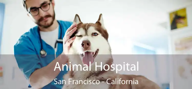 Animal Hospital San Francisco - California