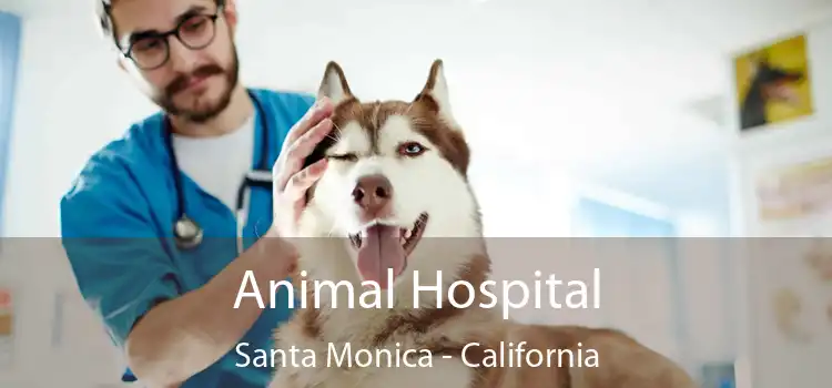 Animal Hospital Santa Monica - California