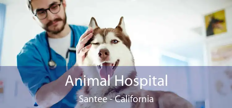 Animal Hospital Santee - California