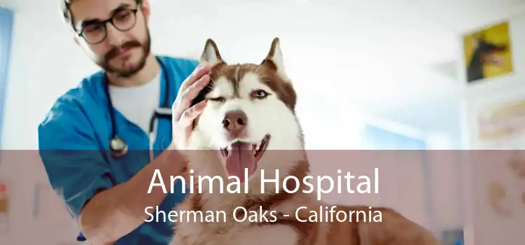 Animal Hospital Sherman Oaks - California