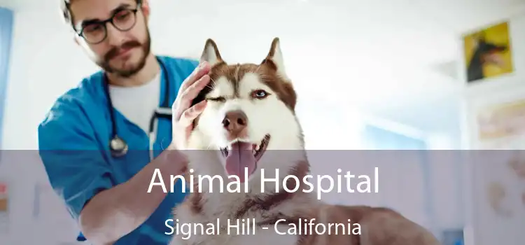 Animal Hospital Signal Hill - California