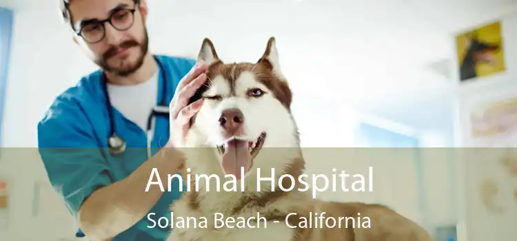 Animal Hospital Solana Beach - California