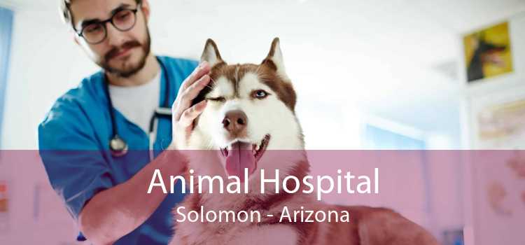 Animal Hospital Solomon - Arizona