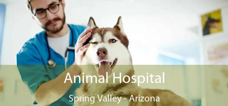 Animal Hospital Spring Valley - Arizona