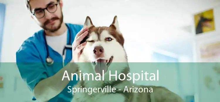 Animal Hospital Springerville - Arizona