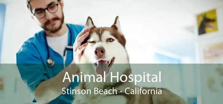 Animal Hospital Stinson Beach - California