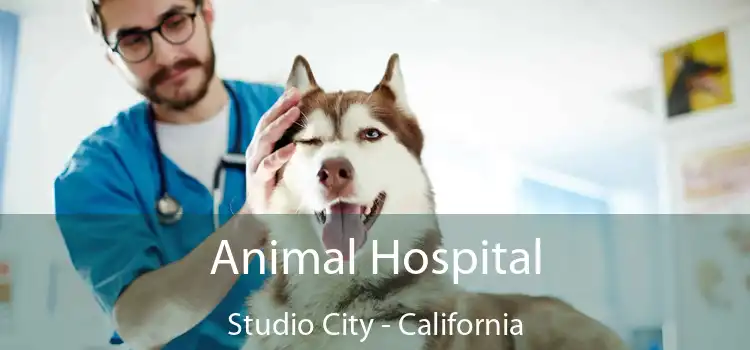 Animal Hospital Studio City - California