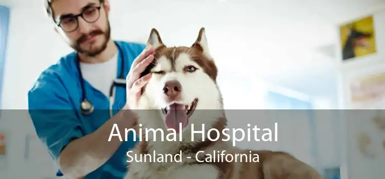 Animal Hospital Sunland - California