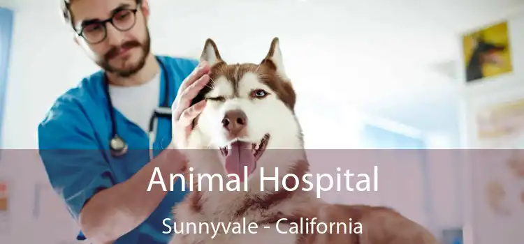 Animal Hospital Sunnyvale - California