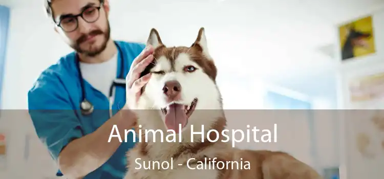 Animal Hospital Sunol - California