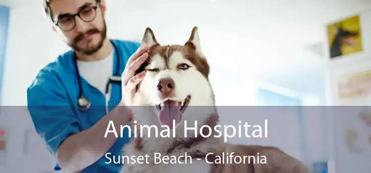 Animal Hospital Sunset Beach - California