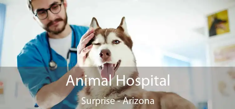Animal Hospital Surprise - Arizona