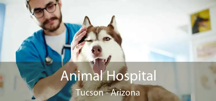 Animal Hospital Tucson - Arizona