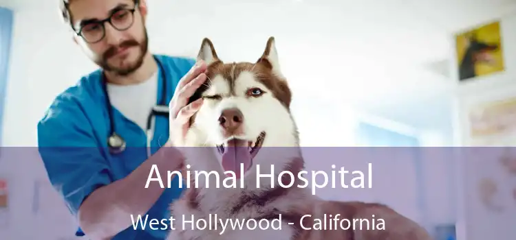 Animal Hospital West Hollywood - California