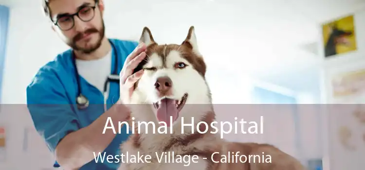Animal Hospital Westlake Village - California