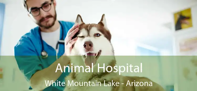 Animal Hospital White Mountain Lake - Arizona