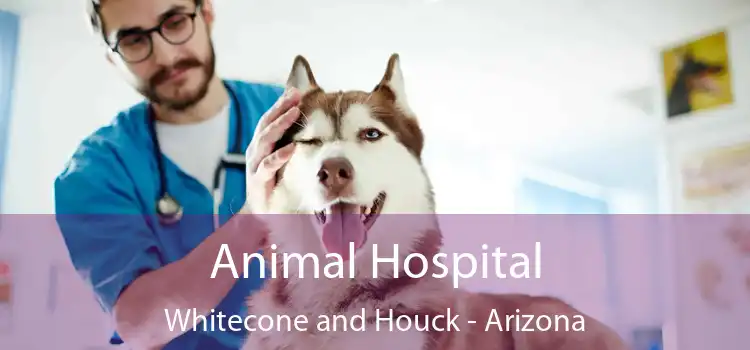 Animal Hospital Whitecone and Houck - Arizona