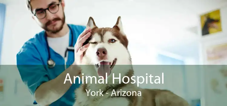 Animal Hospital York - Arizona