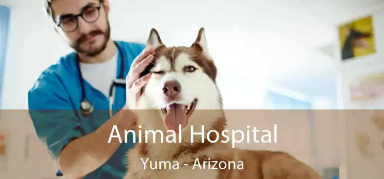 Animal Hospital Yuma - Arizona