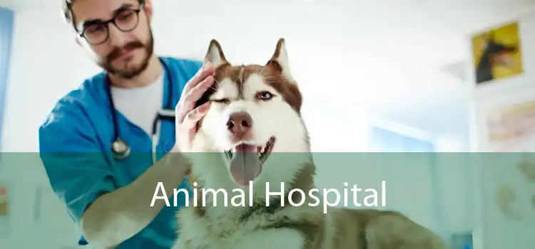Animal Hospital