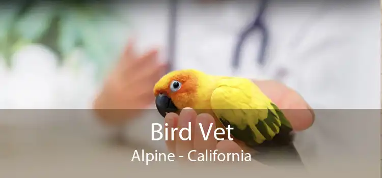 Bird Vet Alpine - California