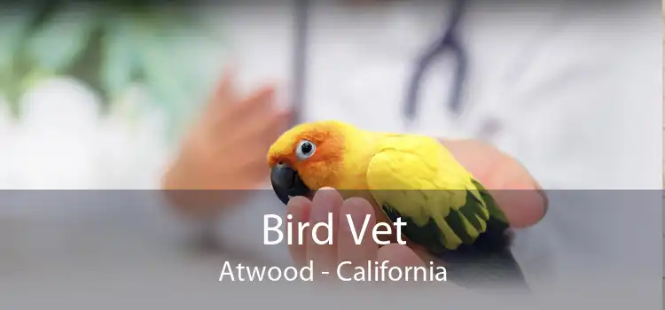Bird Vet Atwood - California