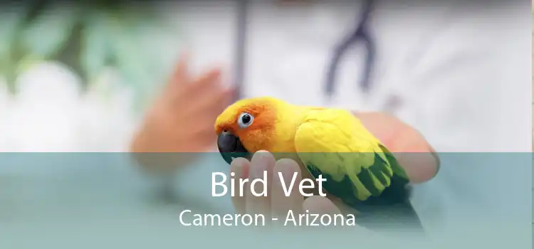 Bird Vet Cameron - Arizona