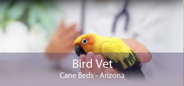 Bird Vet Cane Beds - Arizona