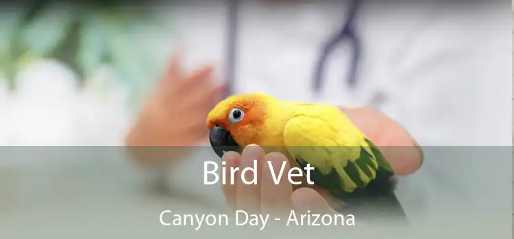 Bird Vet Canyon Day - Arizona