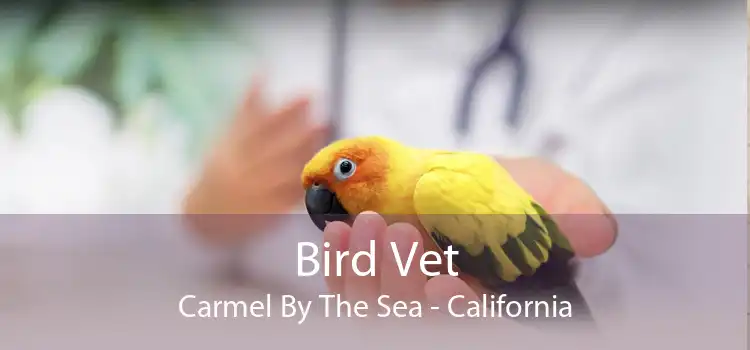Bird Vet Carmel By The Sea - California