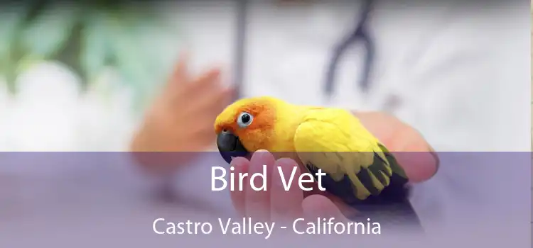 Bird Vet Castro Valley - California