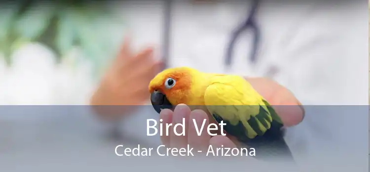 Bird Vet Cedar Creek - Arizona