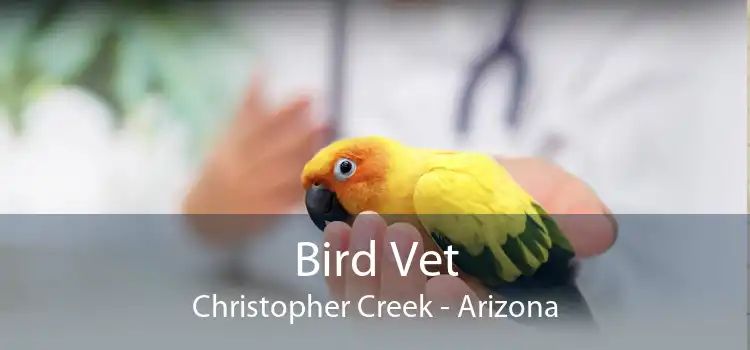Bird Vet Christopher Creek - Arizona