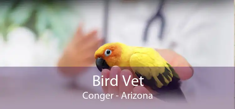 Bird Vet Conger - Arizona