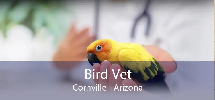 Bird Vet Cornville - Arizona