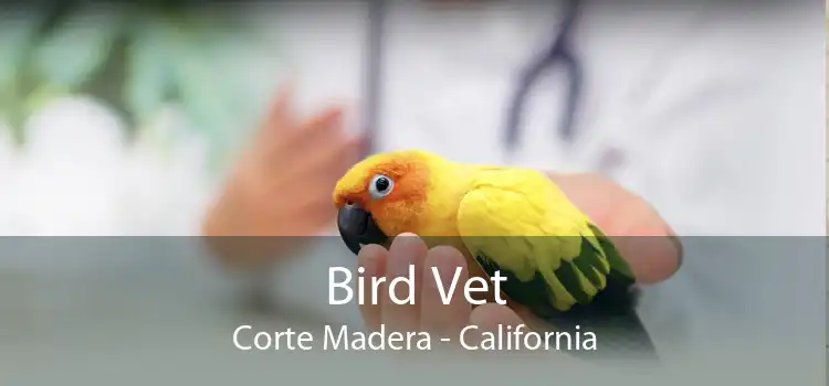Bird Vet Corte Madera - California