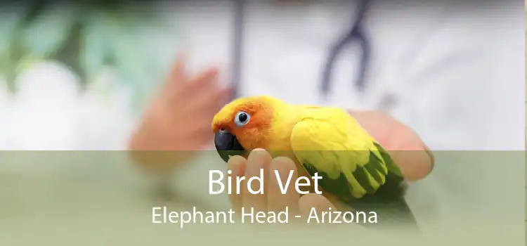 Bird Vet Elephant Head - Arizona