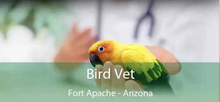 Bird Vet Fort Apache - Arizona