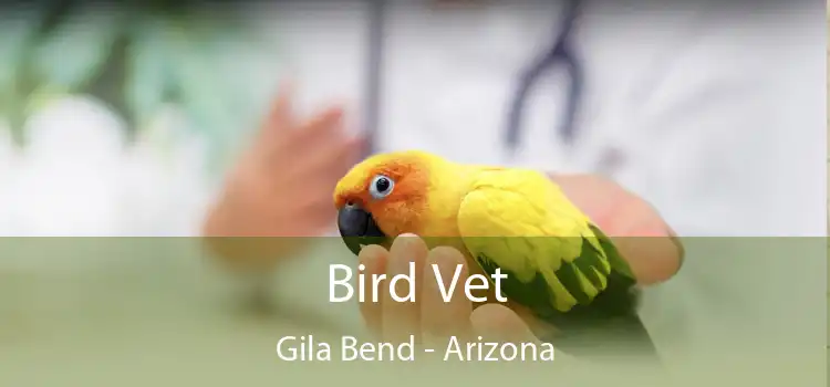 Bird Vet Gila Bend - Arizona