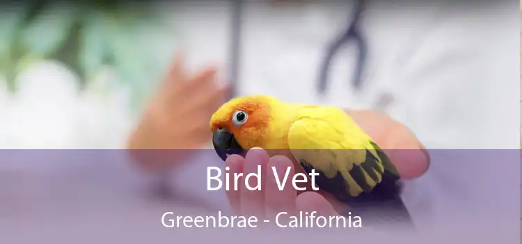 Bird Vet Greenbrae - California