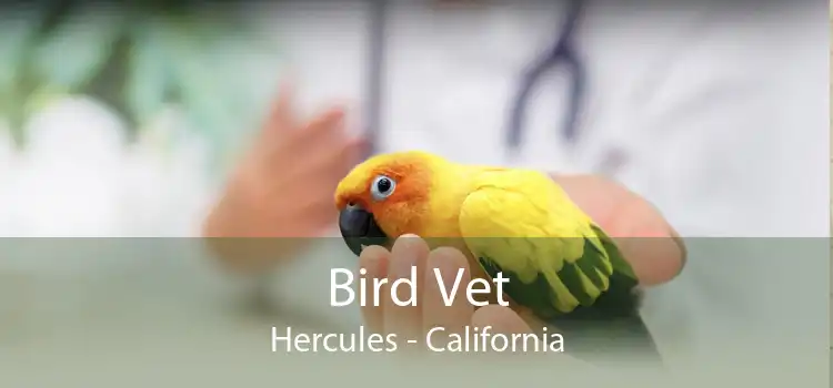 Bird Vet Hercules - California
