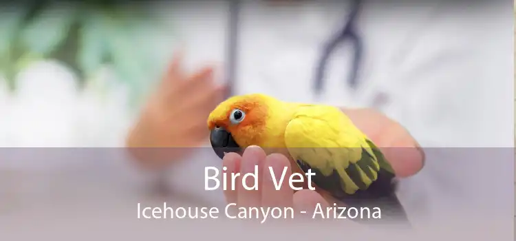 Bird Vet Icehouse Canyon - Arizona