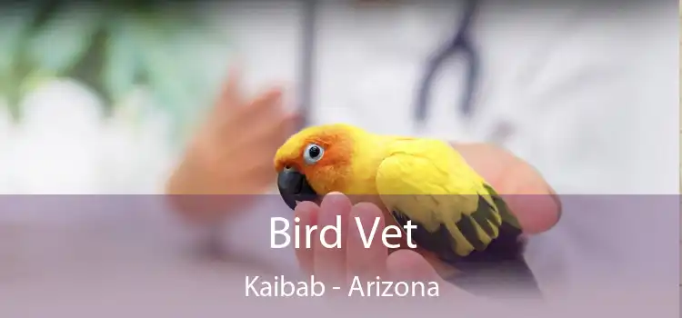 Bird Vet Kaibab - Arizona