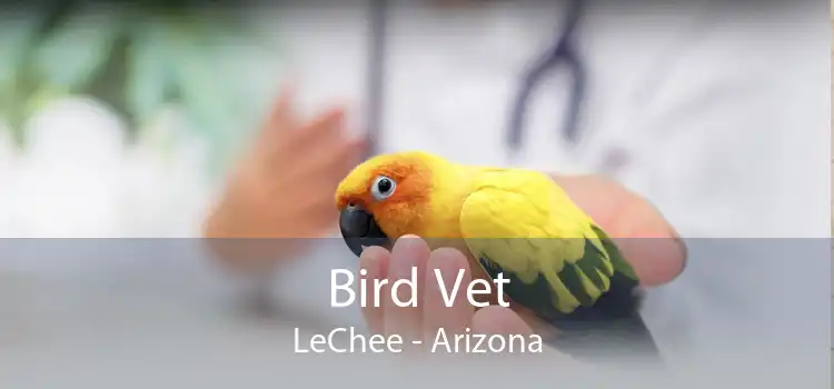 Bird Vet LeChee - Arizona