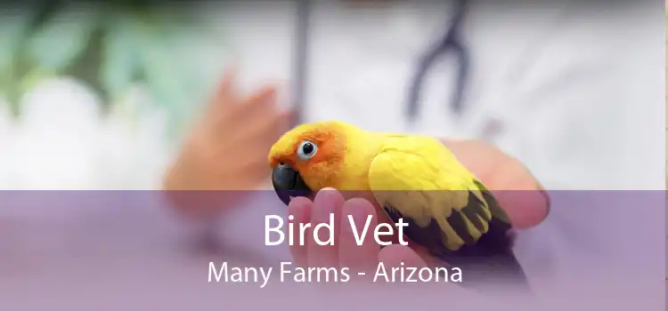 Bird Vet Many Farms - Arizona