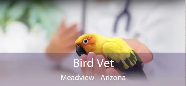 Bird Vet Meadview - Arizona